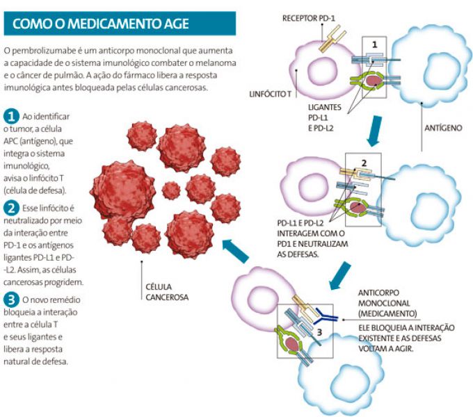  Imunoterapia promete auxiliar no tratamento contra o câncer